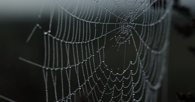 Rippling autumn morning dew on a web woven by a spider. Video for screensaver, 4k video.