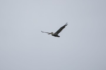Eagle majestically flying over a cloudy sky on a sunny day