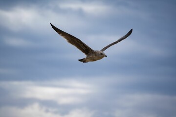 Elegant white seagull in mid-flight, wings outstretched and body silhouetted against a blue sky