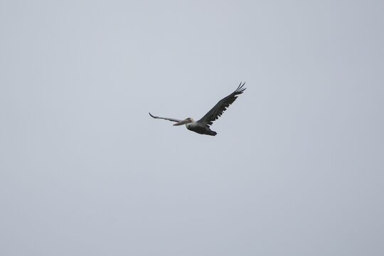 Eagle majestically flying over a cloudy sky on a sunny day
