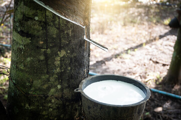 Latex in a cup At a farm in Thailand