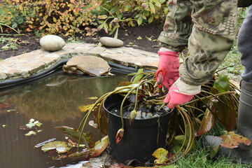 A gardener in red rubber gloves took a nymphea out of the pond and is preparing the plant for...