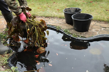 A gardener in red rubber gloves took a nymphea out of the pond and is preparing the plant for...
