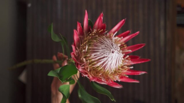 Protea flower in the hands of a woman florist in floral shop.