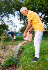 Old man watering strawberry scrubs in garden