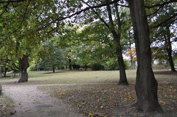 Park with green trees in early autumn