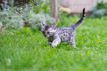 Naklejka na ściany i meble Silbernes Bengal Kätzchen läuft durch den Garten