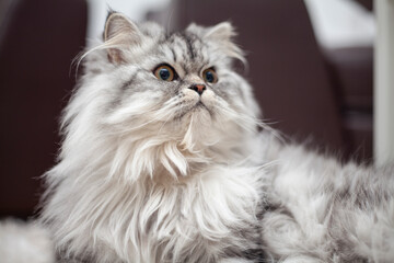 a cute kitty lying on the floor