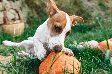 Cute Jack russell terrier puppy playing with hokkaido pumpkin in autumn garden. Funny small white and brown dog biting orange gourd.