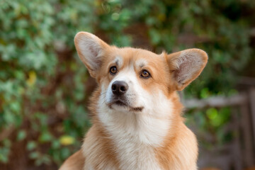 welsh corgi dog on a walk in summer , postcard