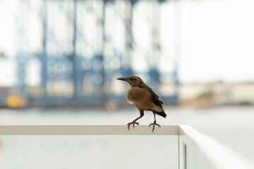 Panama Bird