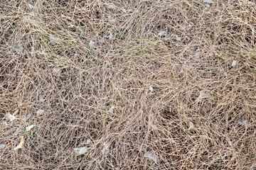 Background of dry grass with a beautiful pattern of interlacing blades of grass. Construction interior background.