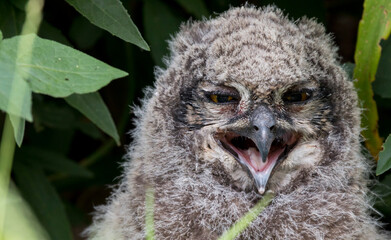 portrait of a baby spotted eagle owlet in its nest, Kirstenbosch National Botanical Garden, Cape Town, South Africa © Hodossy
