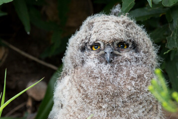 portrait of a cotton ball like spotted eagle owlet in its nest, Kirstenbosch National Botanical Garden, Cape Town, South Africa