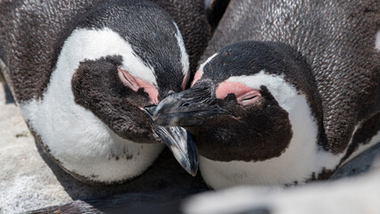closeup of an African penguin couple on the rocks, Stony Point, Betty's Bay, South Africa - Powered by Adobe