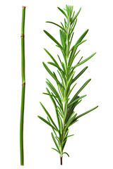 Naklejka premium A close up of a plant with a white background . Transparent PNG
