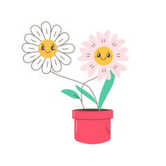 two daisies, chamomile, daisy flower in red pot.