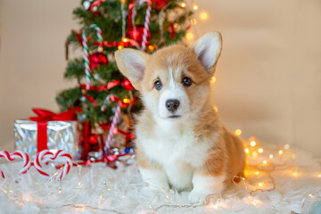 cute baby welsh corgi puppy on a New Year's background near the Christmas tree