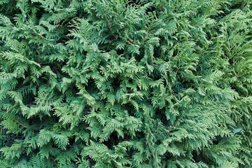 green background from thuja plant.