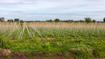 Obraz premium Panoramic view of a cucumber plantation filled with bamboo sticks.