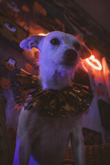 Perro mestizo blanco sesión temática de Halloween en estudio de neones