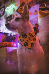 Perro mestizo blanco con pañuelo de Halloween en estudio de neones