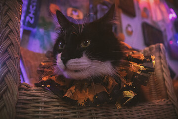 Gato negro y blanco pelo largo sesión temática de Halloween en estudio de neones
