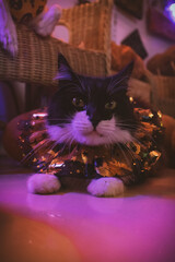 Gato negro y blanco pelo largo sesión temática de Halloween en estudio de neones