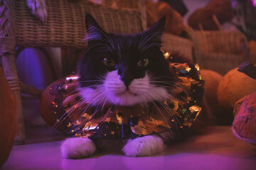 Gato negro y blanco pelo largo sesión temática de Halloween en estudio de neones