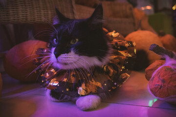 Gato negro y blanco pelo largo sesión temática de Halloween en estudio de neones