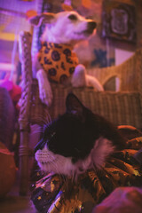 Perro blanco y gato blanco y negro sesión de Halloween en estudio de neones