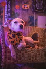 Perro mestizo blanco con pañuelo de Halloween en estudio de neones