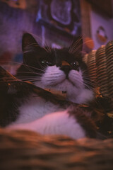 Gato negro y blanco pelo largo sesión temática de Halloween en estudio de neones