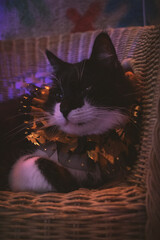 Gato negro y blanco pelo largo sesión temática de Halloween en estudio de neones