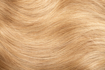 Obrazy na Plexi  Blond hair close-up as a background. Women's long blonde hair. Beautifully styled wavy shiny curls. Hair coloring. Hairdressing procedures, extension.