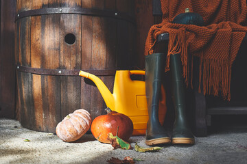 Autumn harvest composition with colorful ripe pumpkins, rubber boots and orange knitted blanket in backyard of wooden rural house. Thanksgiving and Halloween background.