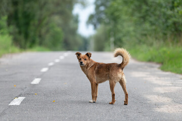 A lonely dog, without a breed, attentive and wary, is in the middle of an asphalt road. Eyes, eyes, ears, paws, tail. Road markings