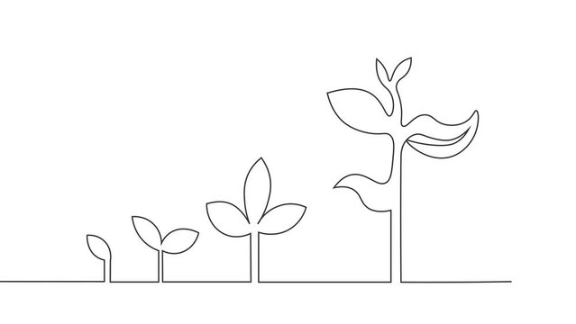 Growth Concept with Plant Growing Animation of Single Line Drawing on white background. Development and grow Creative Idea