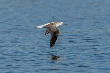 a seagull flying over some shallow water with wings outstretched