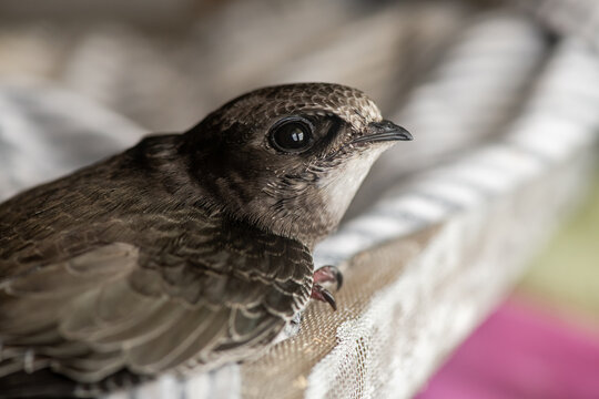 Small swift close-up at home, saving wild birds, feeding chicks