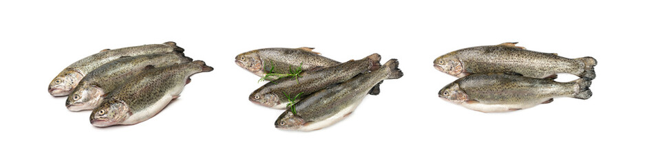 Raw Trout Isolated