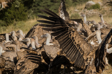 Buitres en espera de la comida, posando para la cámara