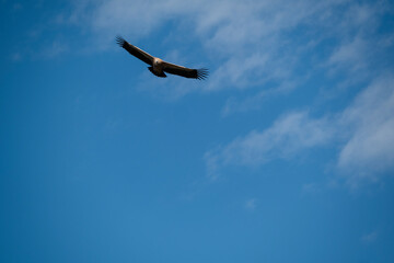 Buitre volando en espera de su presa