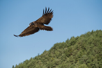 Buitre volando en espera de su presa