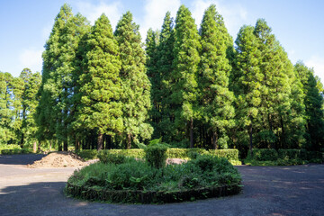  Lush forest of Sao Miguel with trees reaching high into the sky