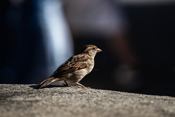 sparrow on a branch
