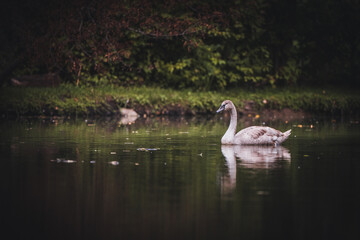 Naklejka na ściany i meble A lone gray swan on a lake.