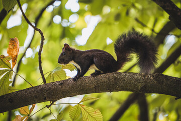 Squirrel on the tree. Summer park and squirrel.