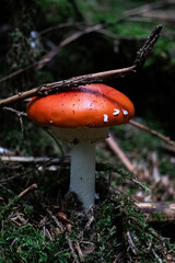 red mushroom in the forest