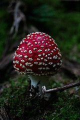 amanita muscaria fly agaric
